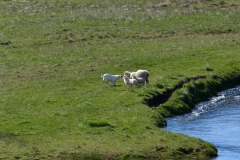 iceland-06-sheep