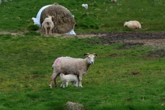 iceland-10-sheep