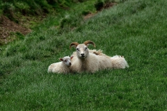 iceland-17-sheep
