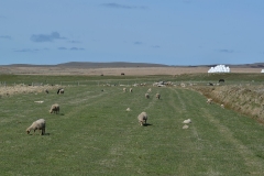 iceland-21-sheep