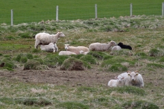 iceland-24-sheep