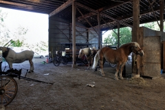 Horses_29