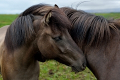 Horses_036