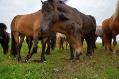 Horses_164