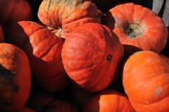Pumpkins_13